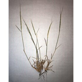 Whole Goatgrass Plant