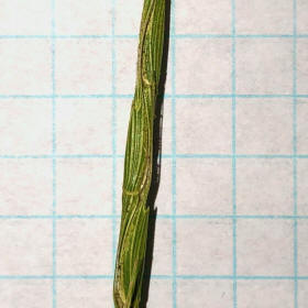 Wild Goatgrass Closer