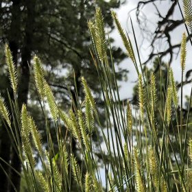 Field View of Agropyron cristatum or Crested Wheatgrass