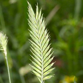 Agropyron cristatum Spike