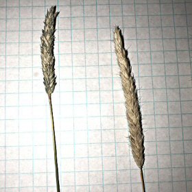 Close View of Seedheads