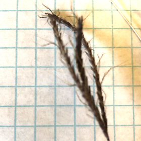 Long, Bent Awns