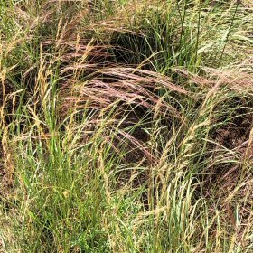 Field view of Aristida purpurea or Redtop