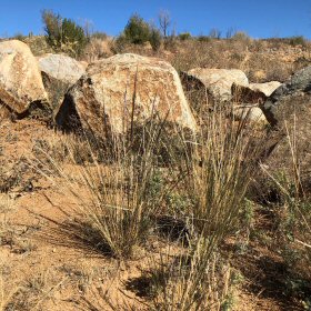 Field View in Dry Habitat