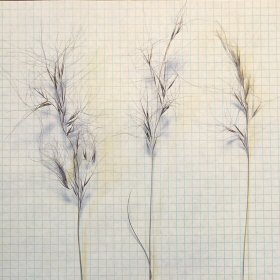 Seedheads by Lamplight