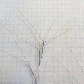 Spikelets and Awns