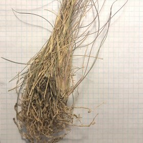 Roots of Purple Three-awn