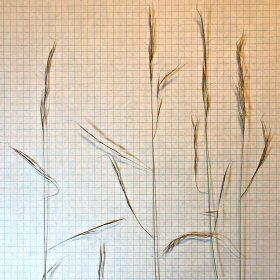Mat Sandbur Seedhead