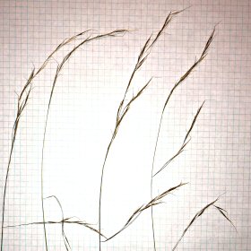 Mat Sandbur Seedhead