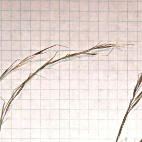 Mat Sandbur Seedhead