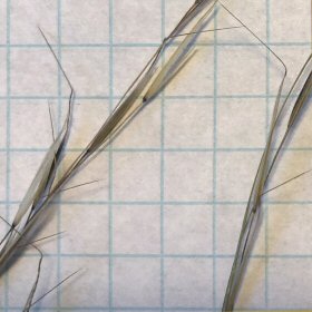 Coastal Sandbur Seedhead