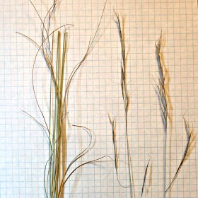 Nasty Spikelets of Coastal Sandbur