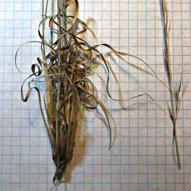 A single Spikelet