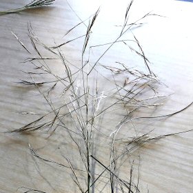 Congested Panicle