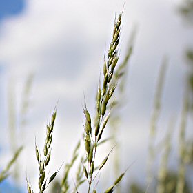 Tall Oatgrass has Branches