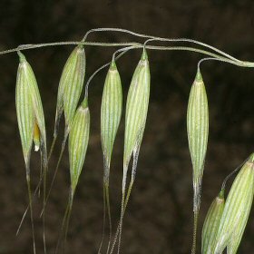 Wild Oats in Fruit
