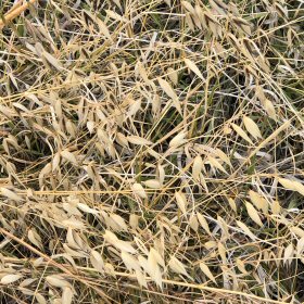 Close-up of Wild Oats in the field.