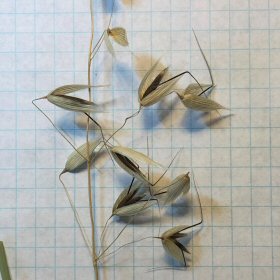 Closer View of the Spikelets