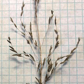 Closer View of One Panicle