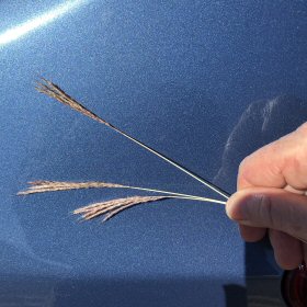 Finger Sizes of Yellow Bluestem