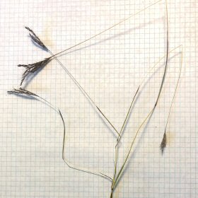 Closer View of the Seedheads