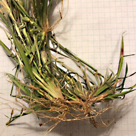Large Rhizome