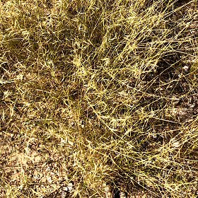 Needle Grama