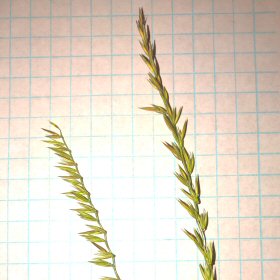 Two Green Seedheads