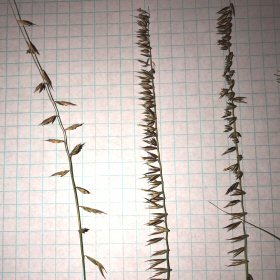 Sparce Versus Crowded Spikelets