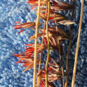 Bright Red Anthers