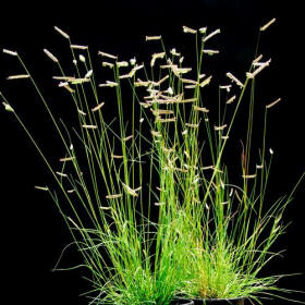 Blue Grama Grass showing its Basal Leaves