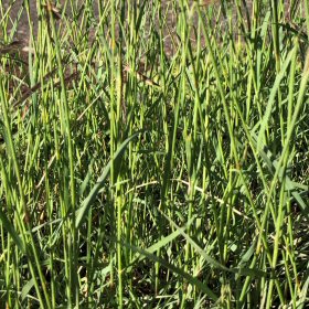 Twisted Needlegrass Inflorescence