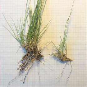 The roots of Blue Grama grow outward from its tuft-like bunch.