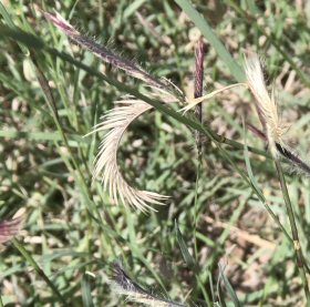 When dry, the Eyebrow-like branches curl up.