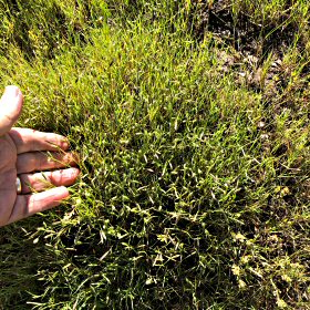 Field view of Bouteloua simplex or Mat Grama