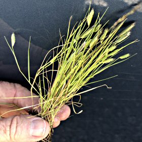 Mat Grama in the Hand