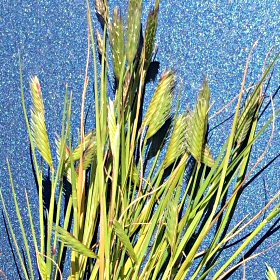 Mat Grama Seedheads