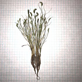 Entire Plant