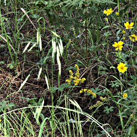 Bromus ciliatus
