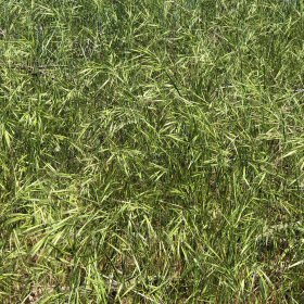 A Green Field of Great Brome