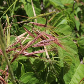 Here is a Red Great Brome