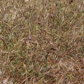Field of Red Great Brome