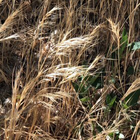 View of Dry Great Brome