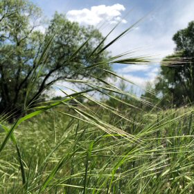 Close field view of Great Brome