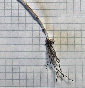 Roots of Great Brome