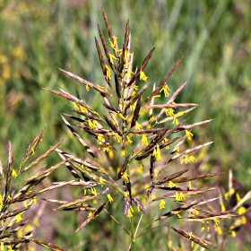 Awned Spikelets