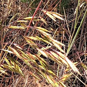 Japanese Brome Panicles