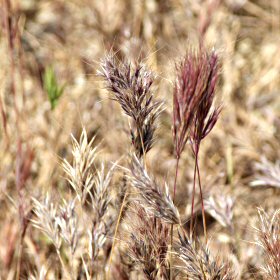 Mature Red, Old Brown/Tan
