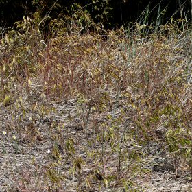 Bromus tectorum Dry Patch