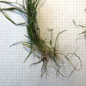 Cheatgrass Roots